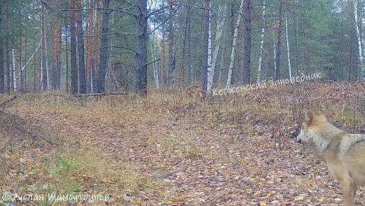Семейство волков продолжает осваивать дороги Керженского заповедника